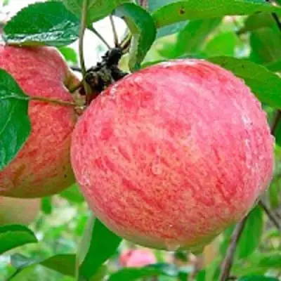 Яблоня КОРИЧНОЕ ПОЛОСАТОЕ в Слониме