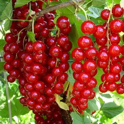 Смородина красная ЙОНКЕР ВАН ТЕТЦ в Слониме