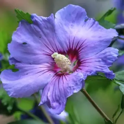 Гибискус МАРИНА сирийский в Слониме