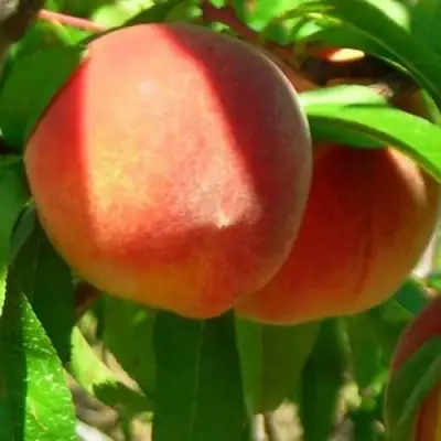 Персик РЕД ХЕВЕН в Слониме