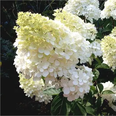 Гортензия ДИАМАНТИНО метельчатая в Слониме