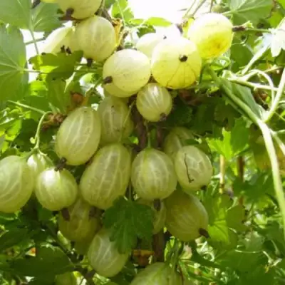 Крыжовник ИНВИКТА в Слониме