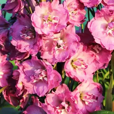 Дельфиниум ДЕЛЬФИС ПИНК ПАУЭ высокий в Слониме