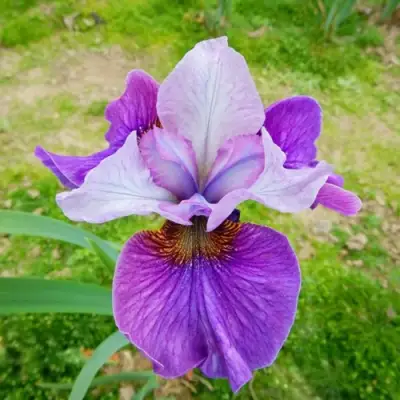 Ирис ЛАЙТ ОВ ХАРТ сибирский в Слониме