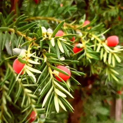 Тис ДАВИД ягодный в Слониме