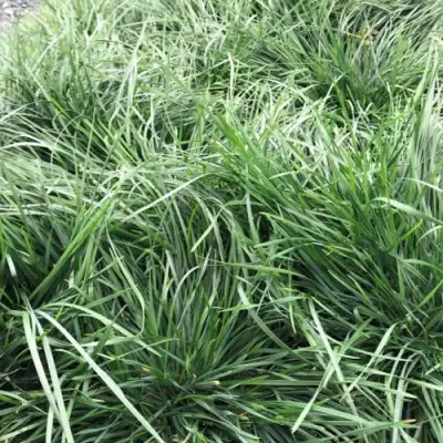 Щучка ГОЛДТАУ дернистая в Слониме