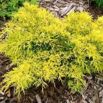 Можжевельник КИНГ ОФ СПРИНГ средний в Слониме