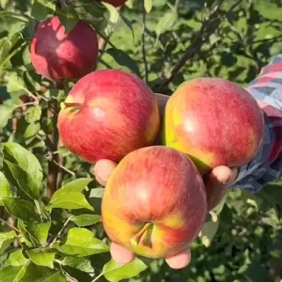 Яблоня ПОСПЕХ в Слониме