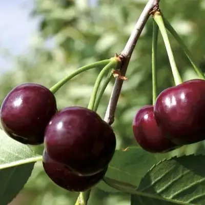 Дюк КСЕНИЯ (ЧЕРЕВИШНЯ) в Слониме