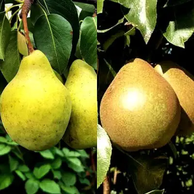 Комплект ДУЭТ в Слониме