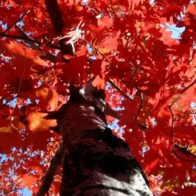 Дуб красный в Слониме