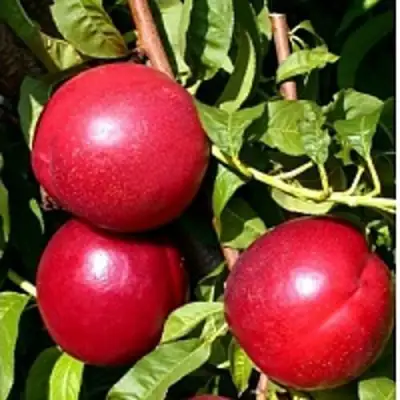 Нектарин ХАРКО в Слониме