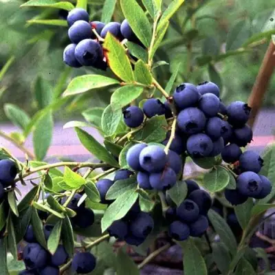 Голубика ДЖЕРСИ в Слониме