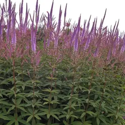 Вероникаструм ФАСЦИНЕЙШН в Слониме