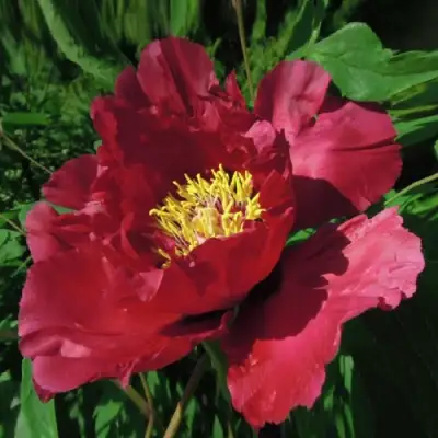 Пион КРАСНЫЙ ЛОТОС древовидный в Слониме