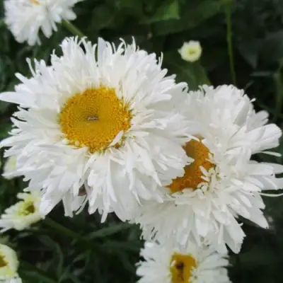 Нивяник КРЕЙЗИ ДЕЙЗИ наибольший в Слониме