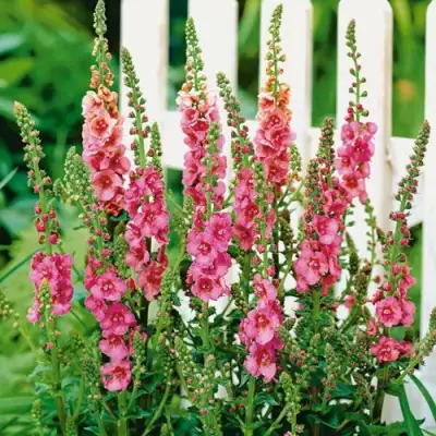 Коровяк ПИНК ДОМИНО гибридный (вербаскум) в Слониме