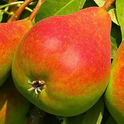 Груша ГЕРА в Слониме