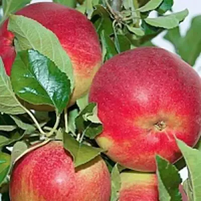 Яблоня СЕНАТОР колонновидная в Слониме