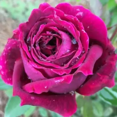 Роза РОЯЛ ПАЛАС японская в Слониме