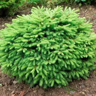 Ель НИДИФОРМИС обыкновенная в Слониме