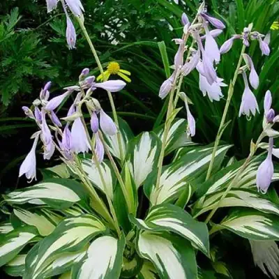 Хоста КРИСМАС КЭНДИ гибридная в Слониме