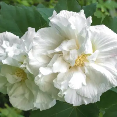 Гибискус АДМИРАЛ ДЕВЕЙ сирийский в Слониме