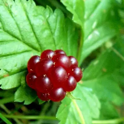 Княженика ЭЛПЕ в Слониме