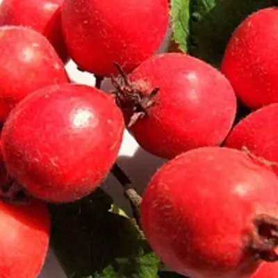 Боярышник КРУПНОПЛОДНЫЙ в Слониме