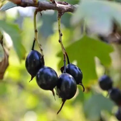 Смородина золотистая ДУСТЛИК в Слониме