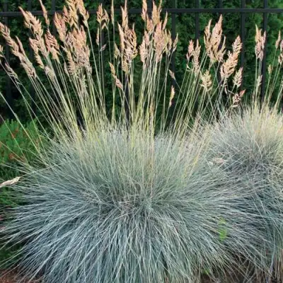 Овсянница ЭЛАЙДЖА БЛЮ в Слониме