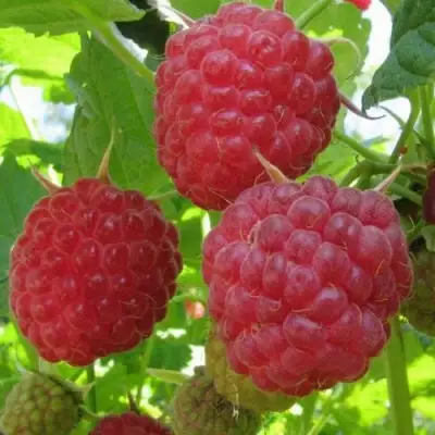 Малина НОВОСТЬ КУЗЬМИНА в Слониме