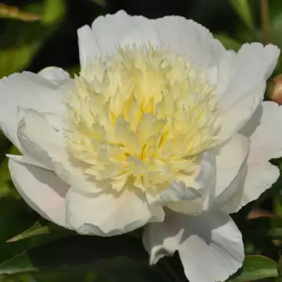 Пион ЗОЛОТАЯ ШПИЛЬКА травянистый в Слониме