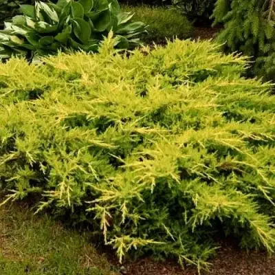 Можжевельник МОРДИГАН ГОЛД средний в Слониме