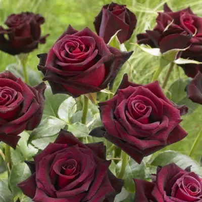 Роза БЛЭК БАККАРА чайно-гибридная в Слониме