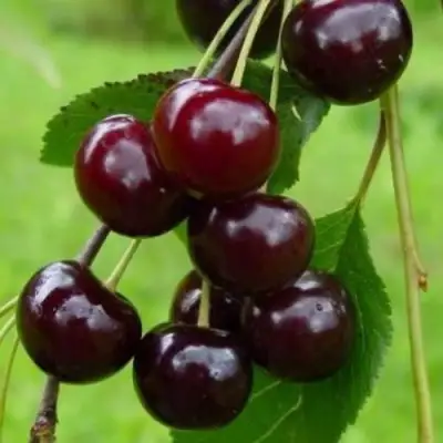 Вишня ЛАСУХА в Слониме