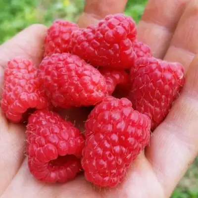 Малина ТУЛАМИН в Слониме