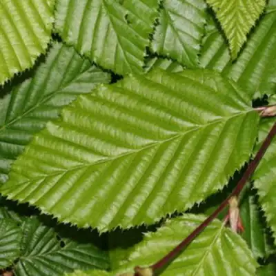 Граб японский в Слониме