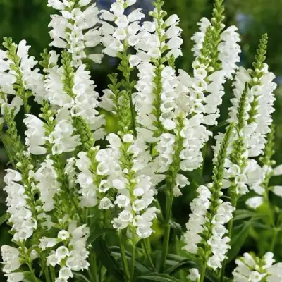 Физостегия АЛЬБА виргинская в Слониме