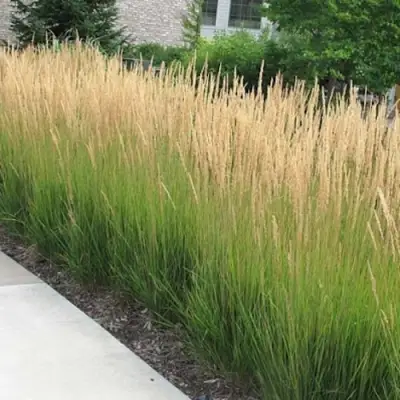 Вейник КАРЛ ФОРСТЕР остроцветковый в Слониме