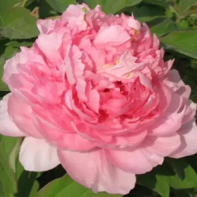 Пион ИМПЕРАТОРСКАЯ НАЛОЖНИЦА древовидный в Слониме