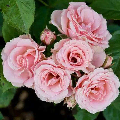 Роза КЛАССИК ЛИДИЯ спрей в Слониме