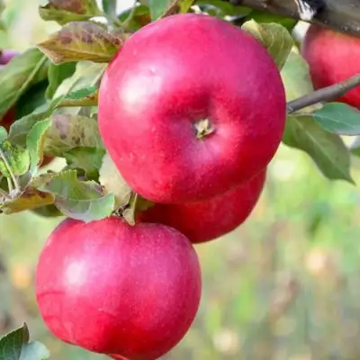 Яблоня АЙДАРЕД в Слониме
