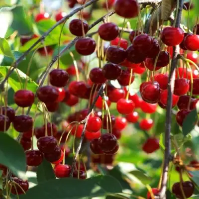 Вишня БРУСНИЦЫНА степная в Слониме