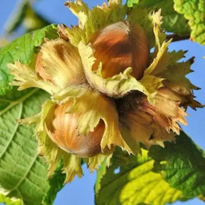 Фундук ТОНДА РОМАНА в Слониме