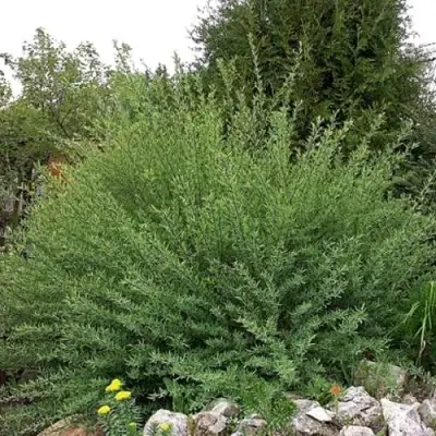 Ива НАНА пурпурная в Слониме