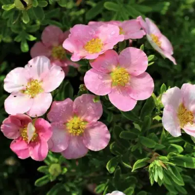 Лапчатка ЛАВЛИ ПИНК кустарниковая в Слониме