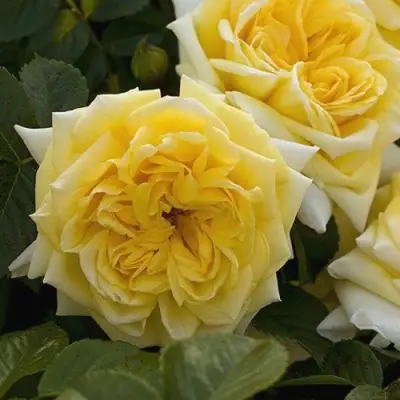 Роза НАДЯ МЕЙДИЛАНД почвопокровная в Слониме