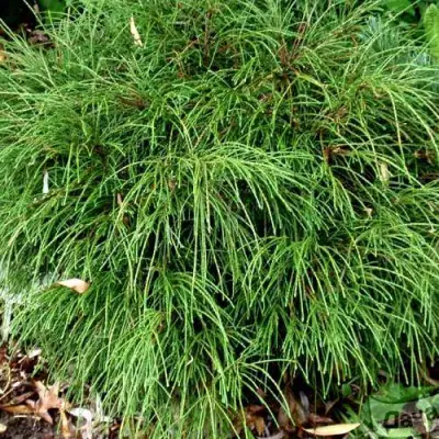 Туя ВИПКОРД складчатая в Слониме