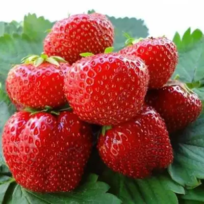 Клубника ВИМА ЗАНТА в Слониме